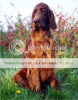 irishsetter_czapla.jpg