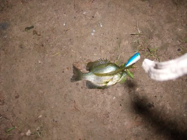 TopWaterBlueGill.jpg