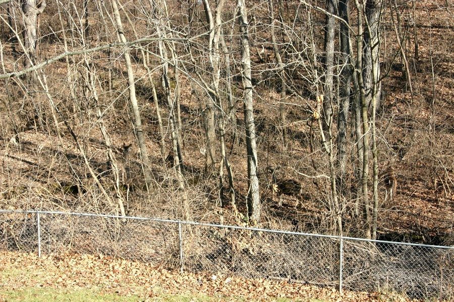 deer1_zpsefd2a5cb.jpg