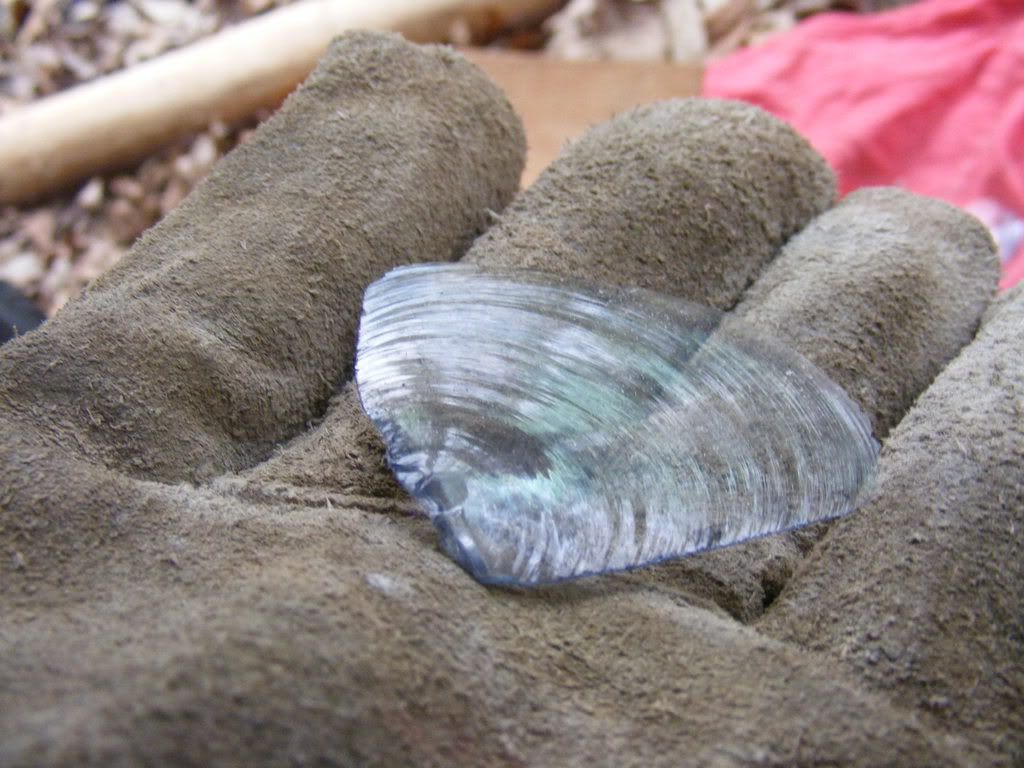 hoghuntfed2009021.jpg