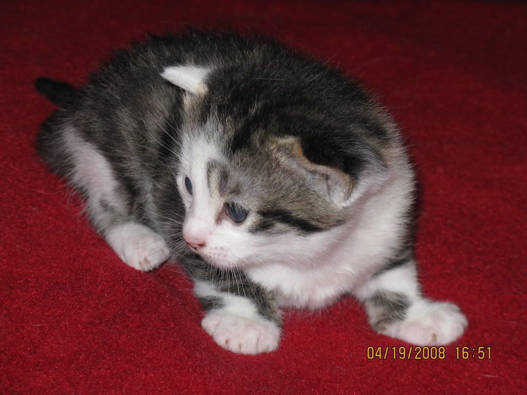 coconut013.jpg
