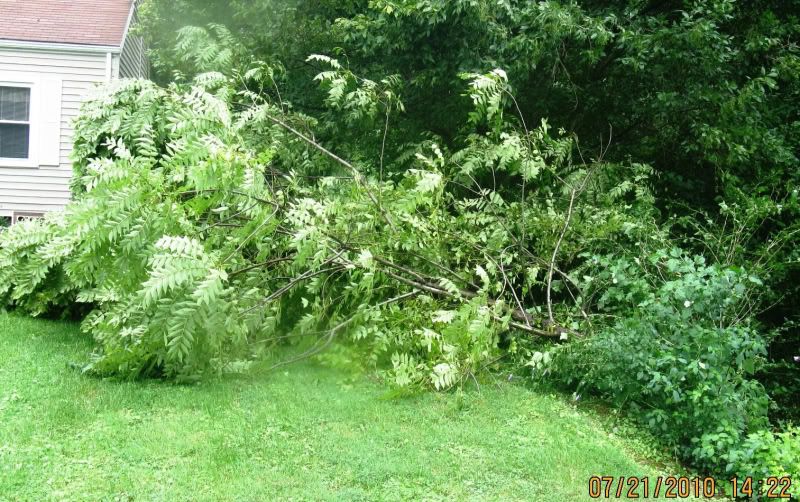 downedsumac0710001.jpg