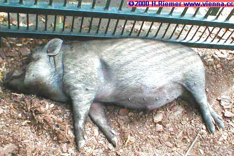 tiere31.jpg