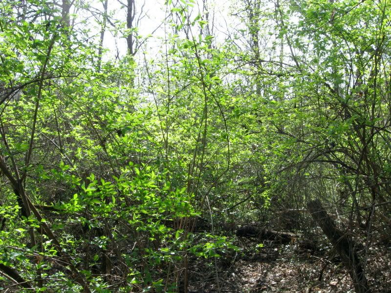 IMG_2922.jpg