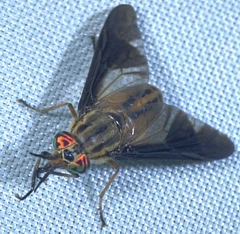 deerfly.jpg
