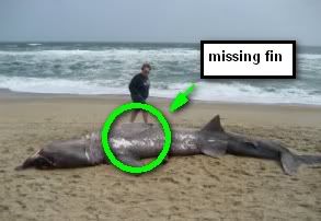 MISSINGFin.jpg