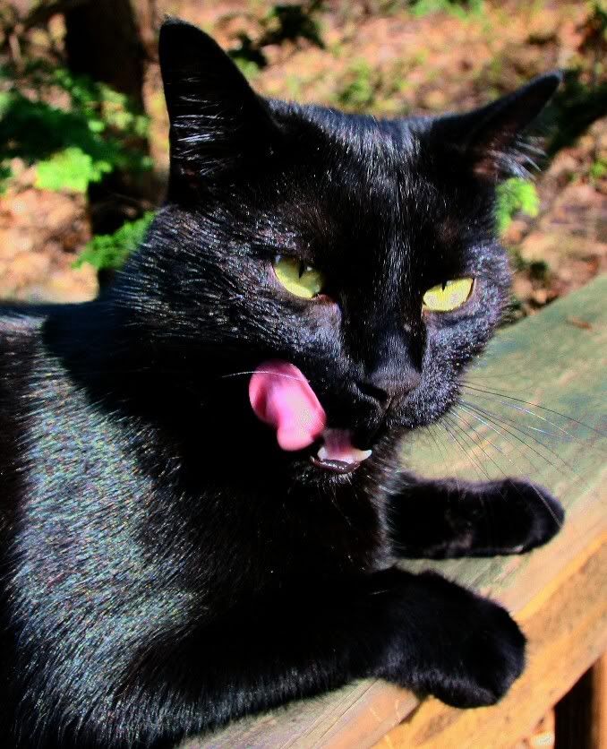 Sydney_Lick.jpg