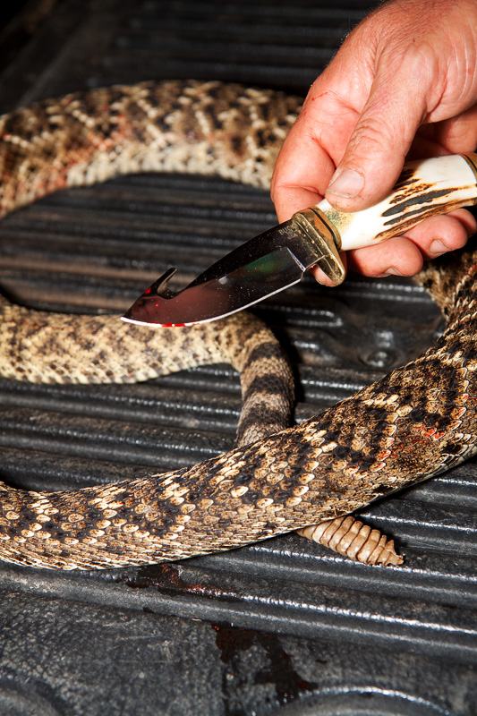 zipper_snake.jpg