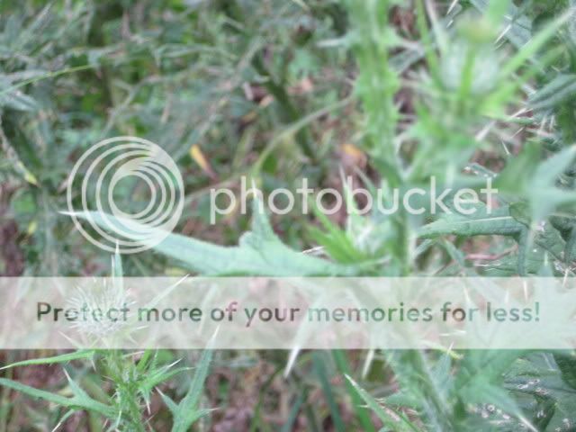 plants006.jpg