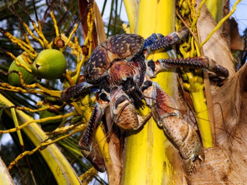 Coconut-Crab-1.jpg