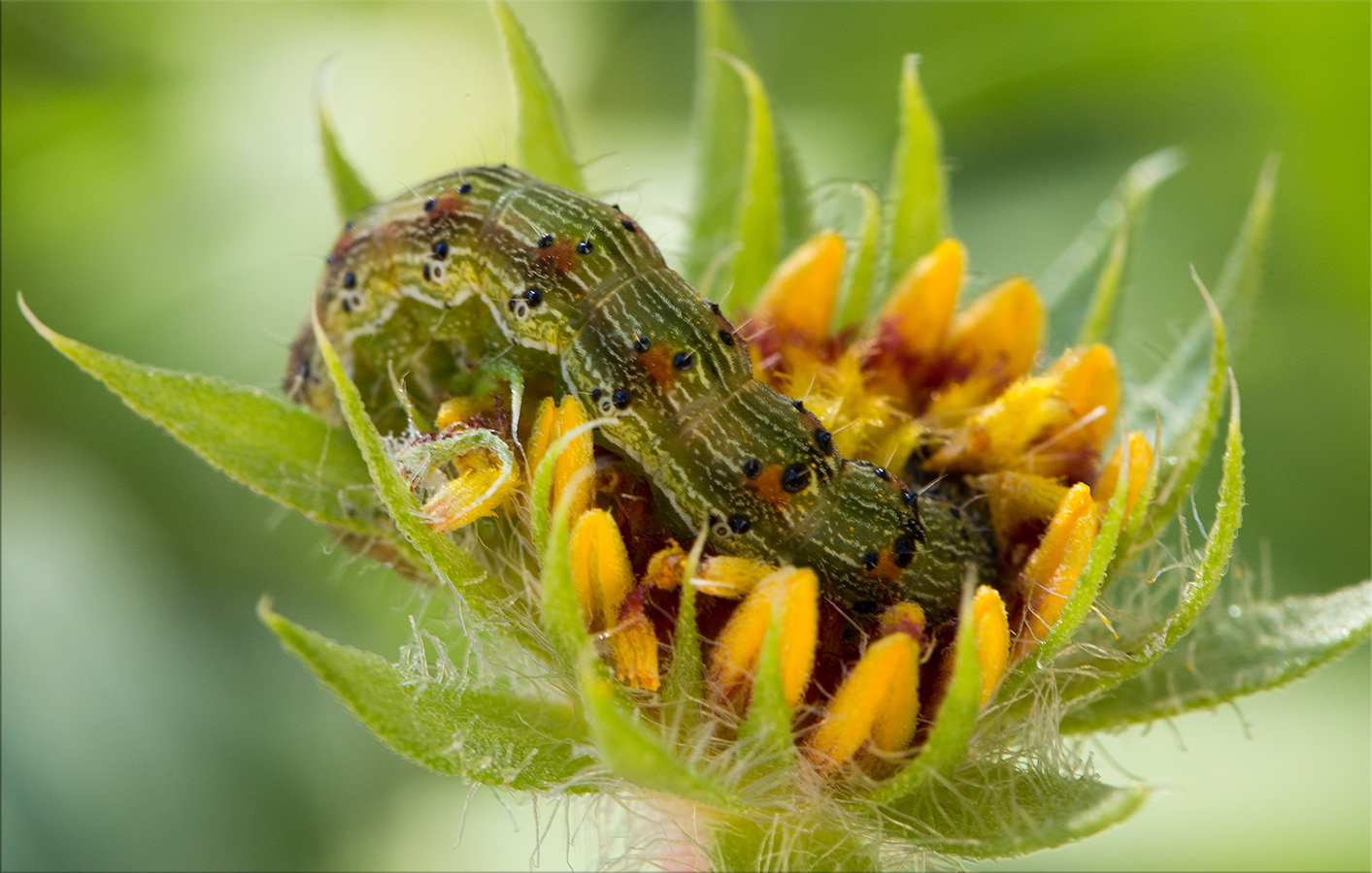 macro-2.jpg