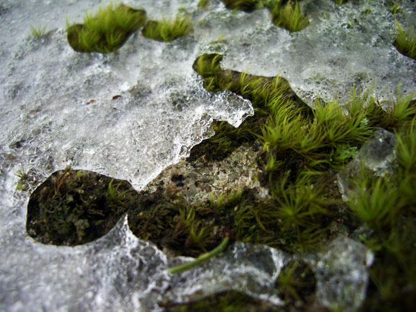 Wind_in_the_Green_by_FortyTwoBlades.jpg