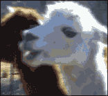 llama.gif