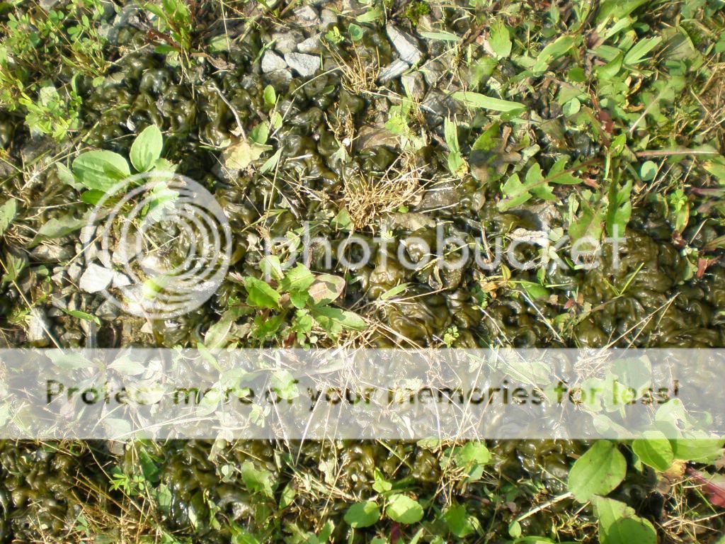 whatisit002.jpg
