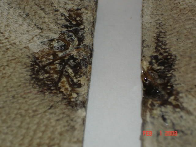 DSC01704.jpg