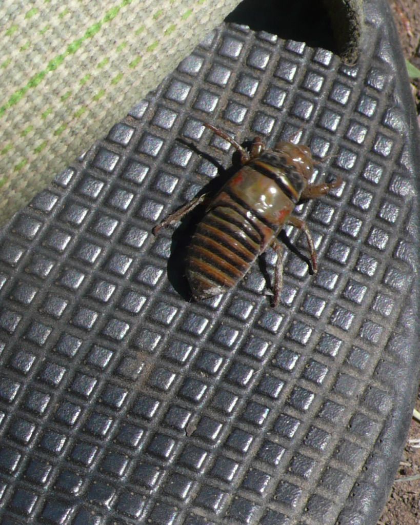L1040269strangebug.jpg