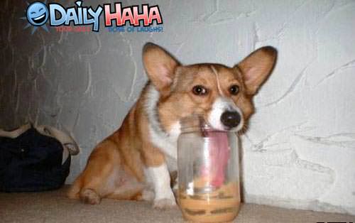 dog_peanutbutter.jpg