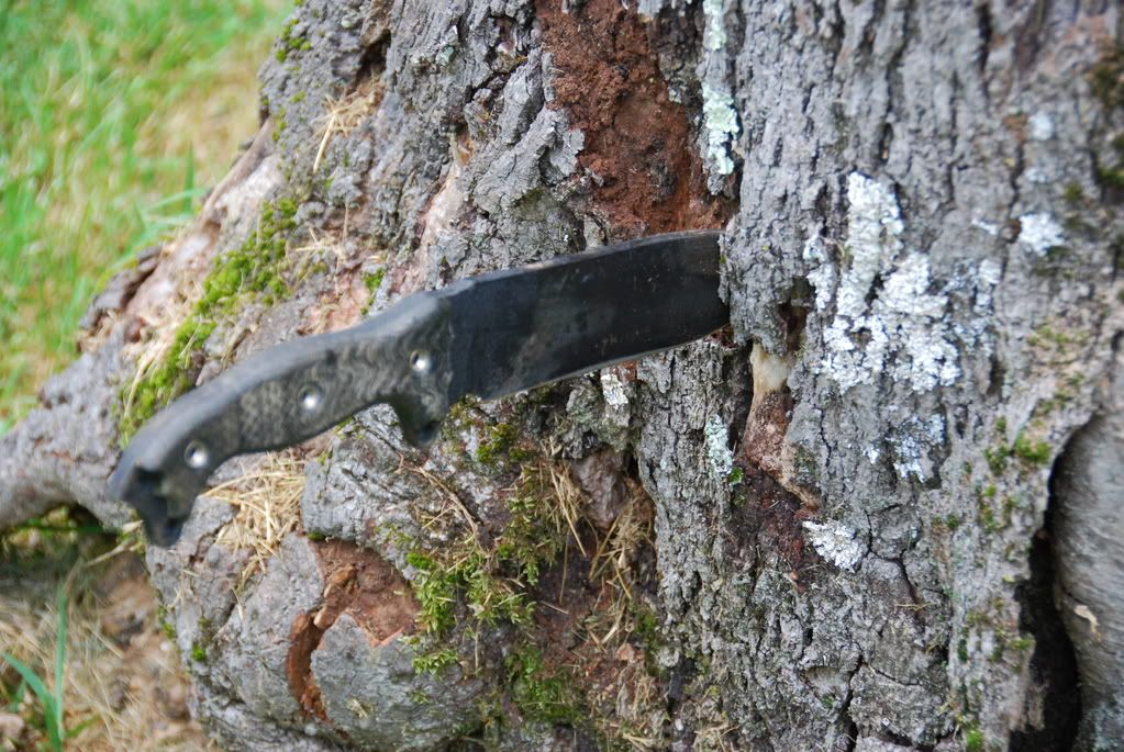 Busse008-1.jpg