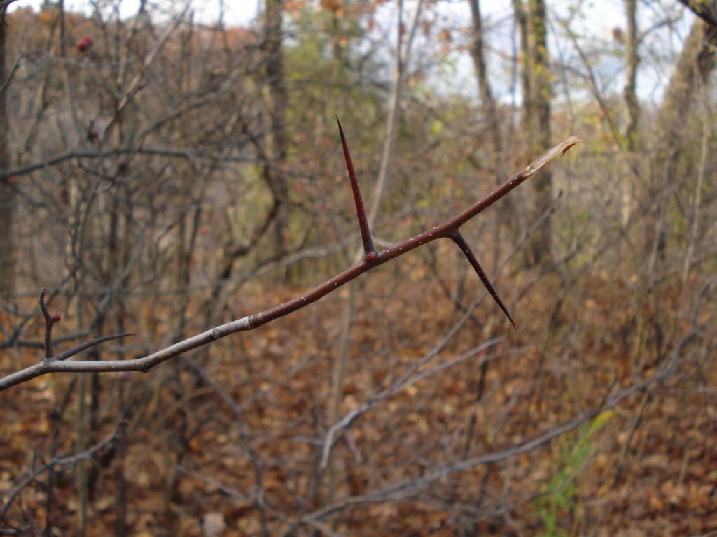 thorns.jpg