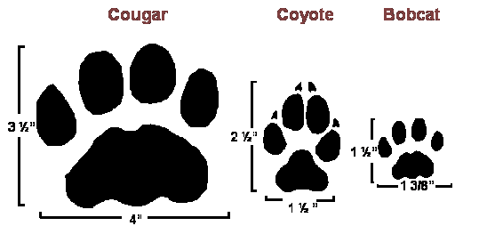 Cougar_coyote_bobcat_Tracks_164598_.gif