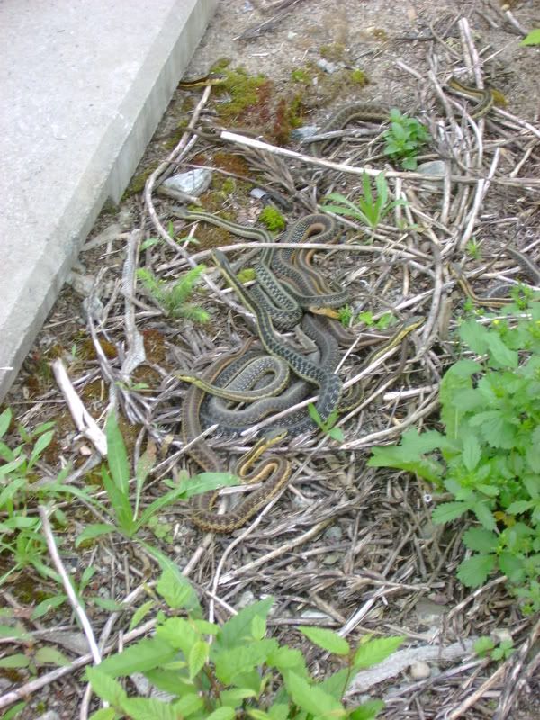 DSC03734.jpg