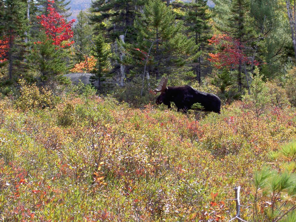 Moose.jpg