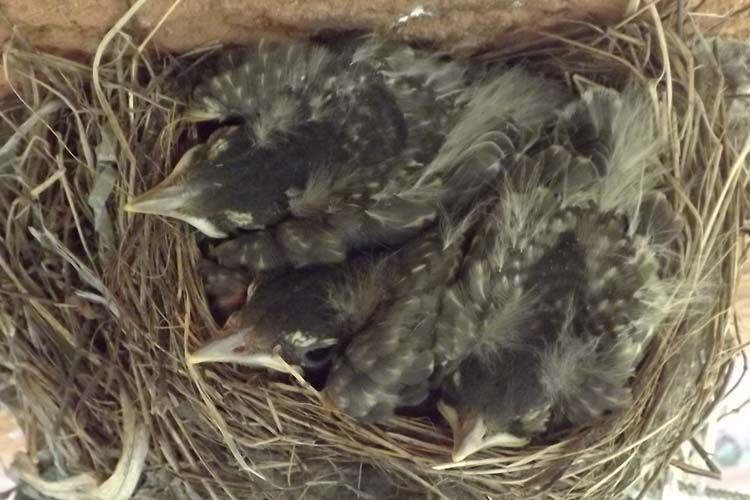 059%20ROBIN%20BABIES%20750%20MED_zpsw7wcyl6i.jpg