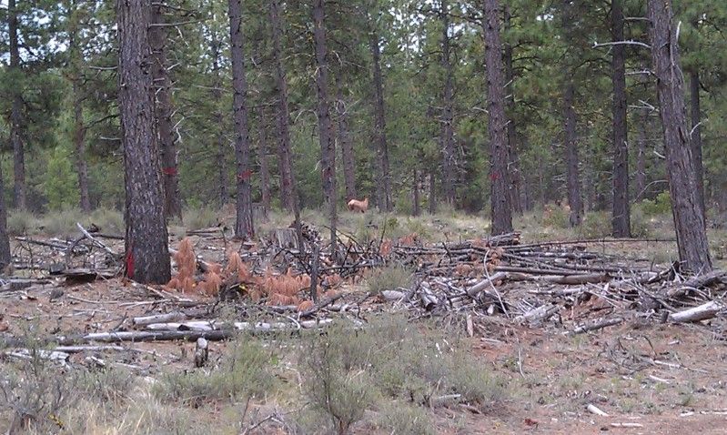 elk1.jpg