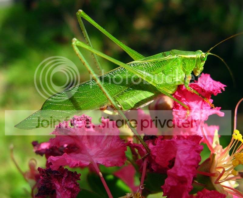 Grasshopper8-small.jpg