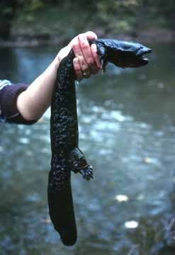 Hellbender2-72Kurt.jpg