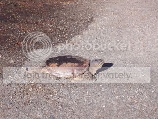 snapturtle001.jpg