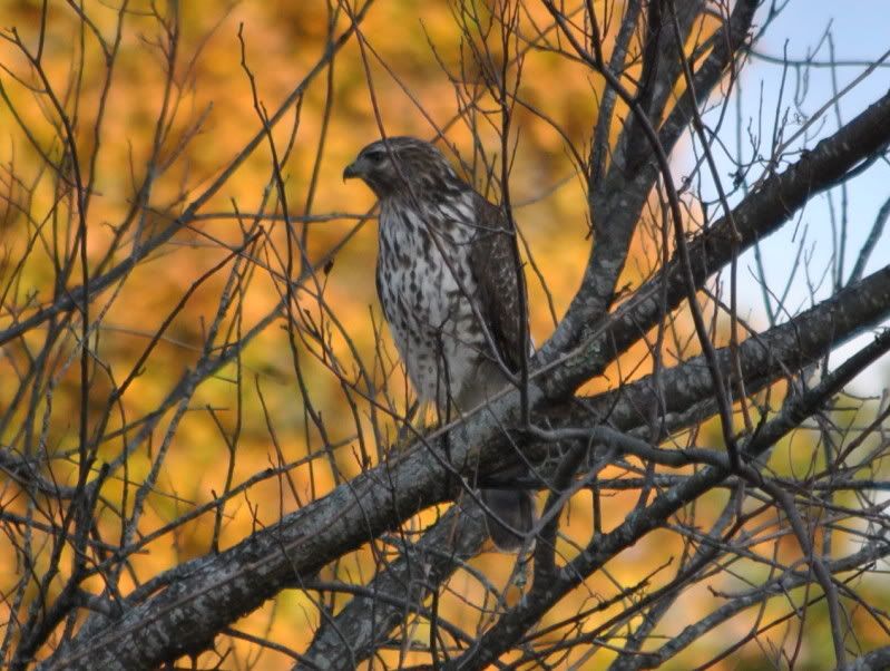 DSC_8358.jpg