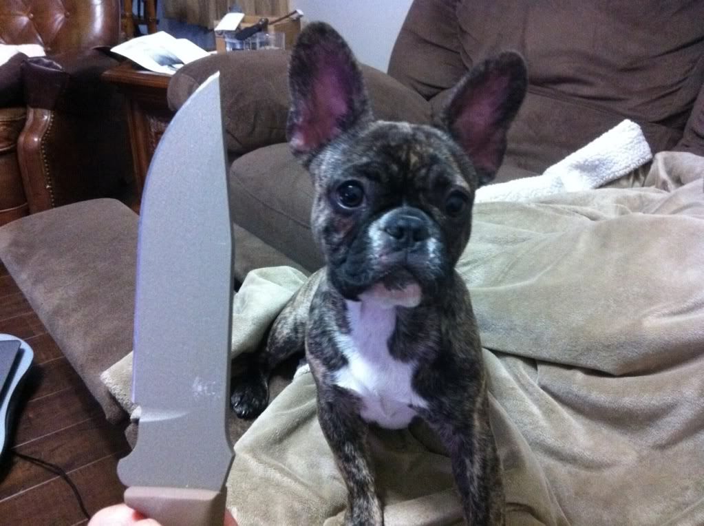 dogs.jpg