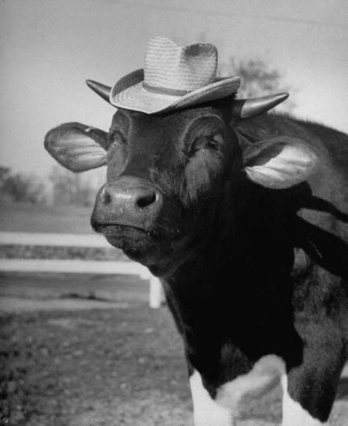 cowwearingahat.jpg