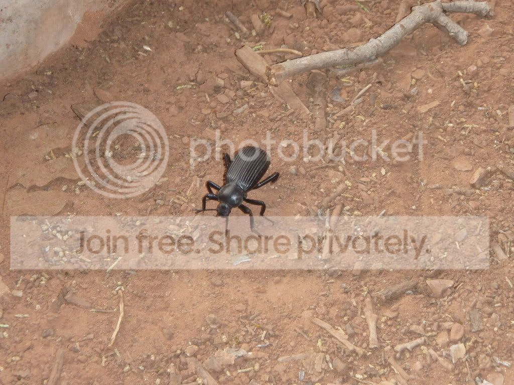 beetle.jpg