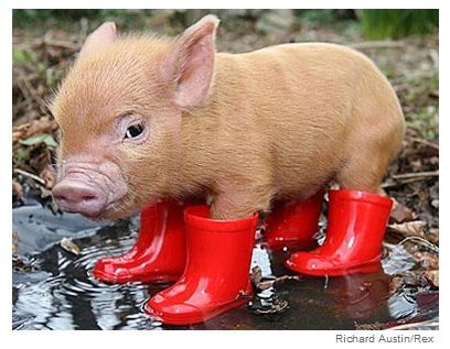 Clive-the-miniture-pig.jpg