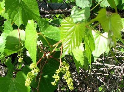 grape.jpg
