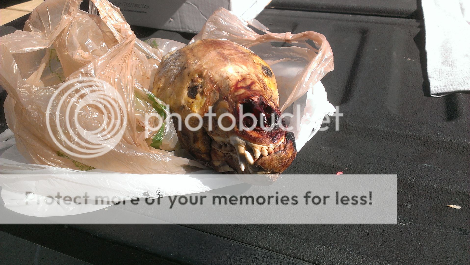 IMAG1099_zps183f79ad.jpg