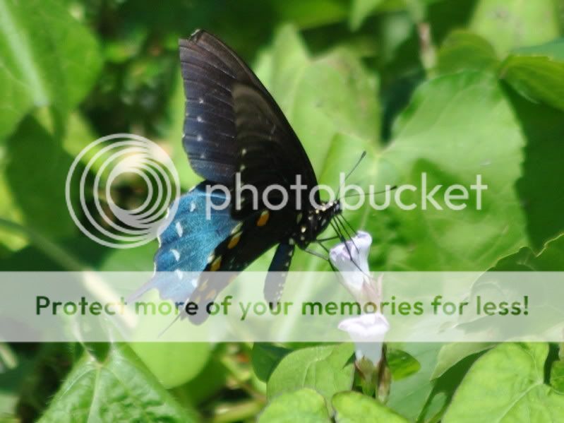 DSC_7056.jpg
