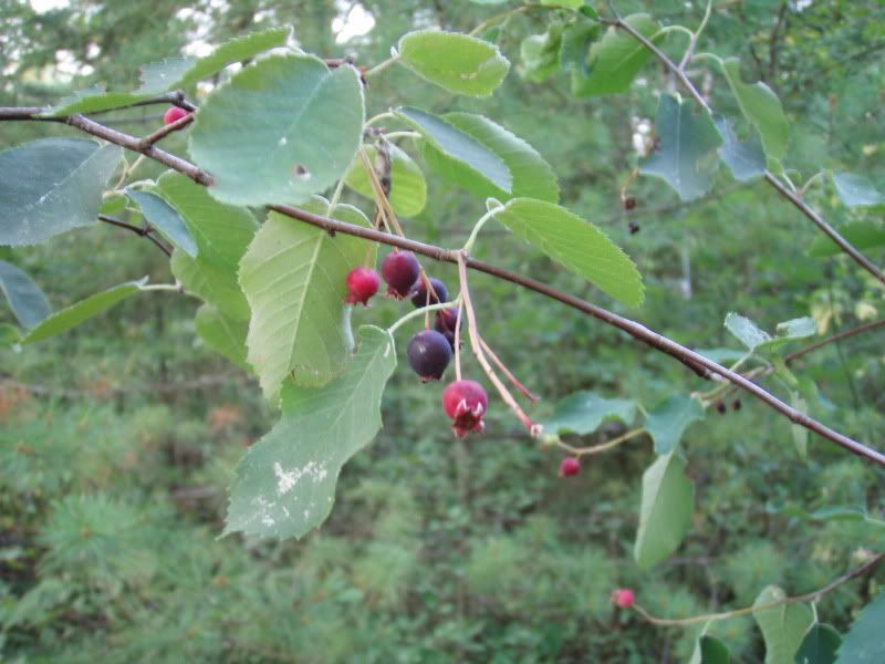 bwca2010hike053.jpg