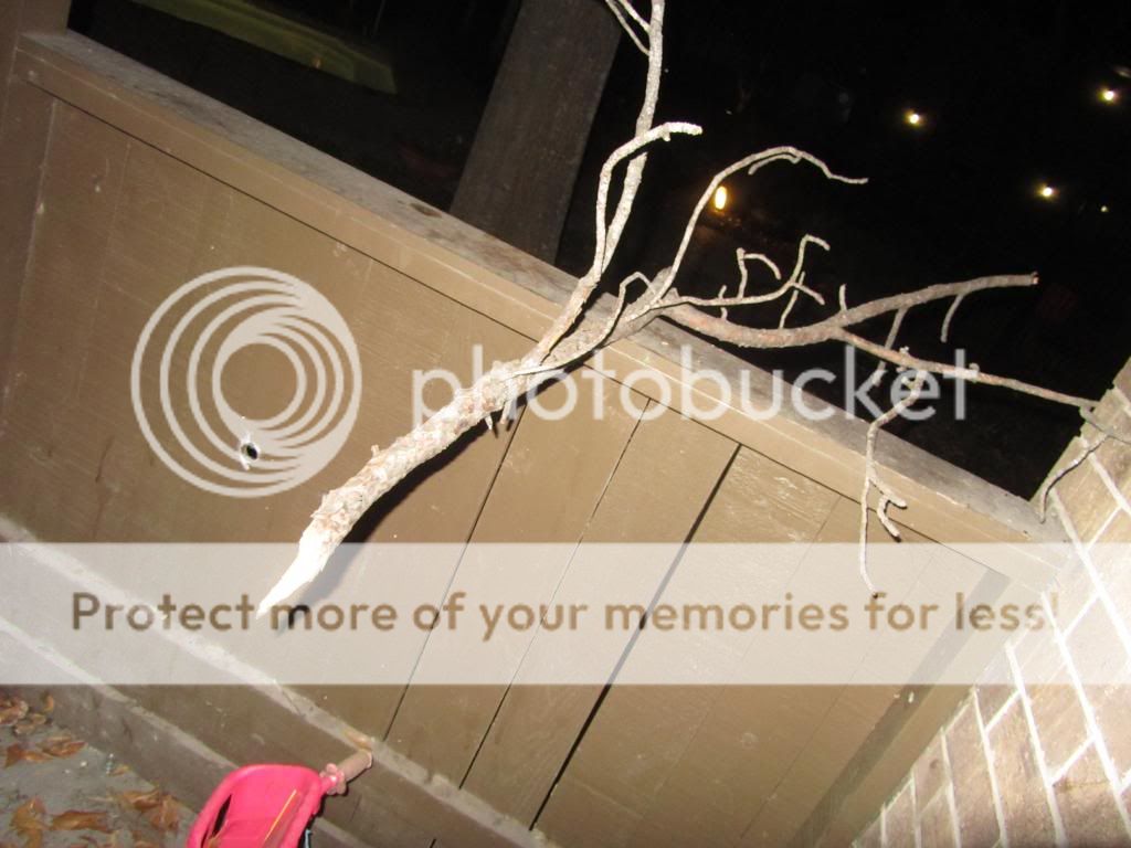 IMG_1275_zps8150db19.jpg