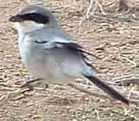 Loggerhead_shrike.jpg