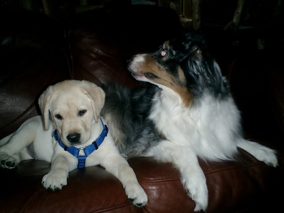 2dogs.jpg
