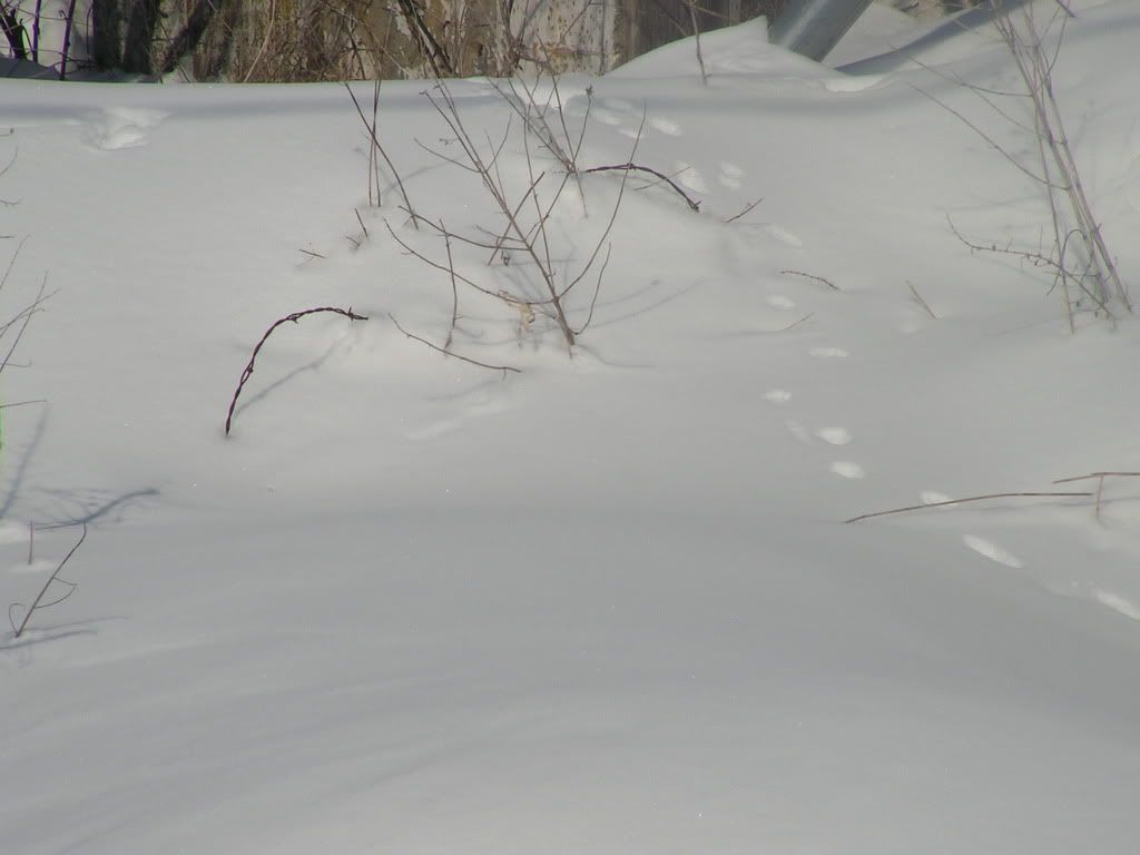catprintsindeepsnow.jpg