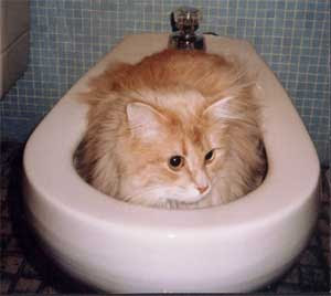 cat.cute.toilet.jpg
