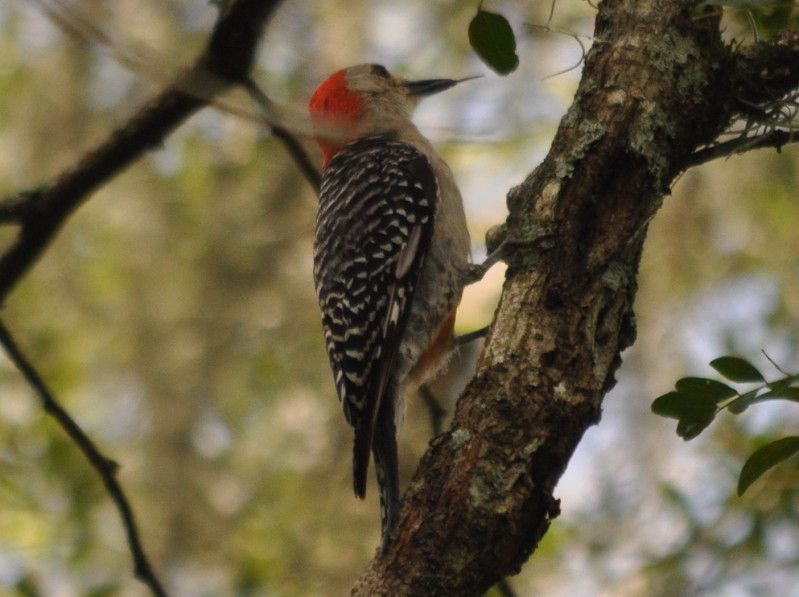 DSC_1607.jpg