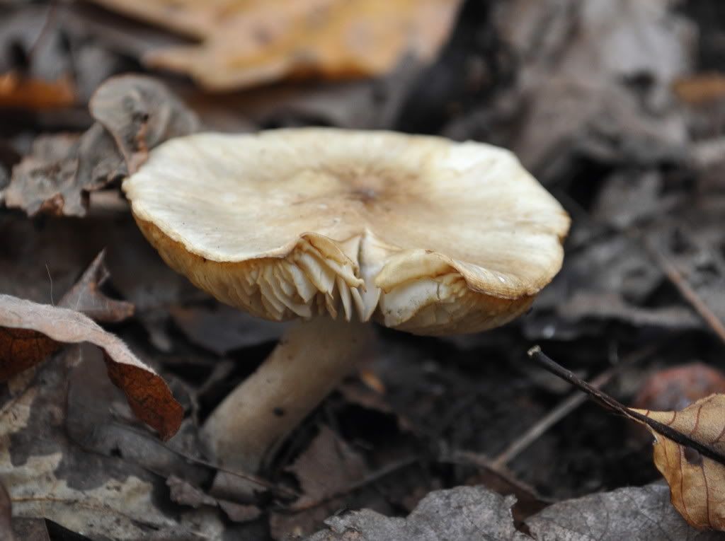 DSC_4231.jpg