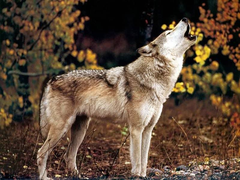 JLM-wolf05-1024x768.jpg