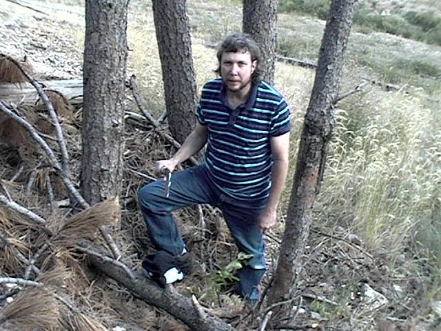 BDCfellsatree002.jpg