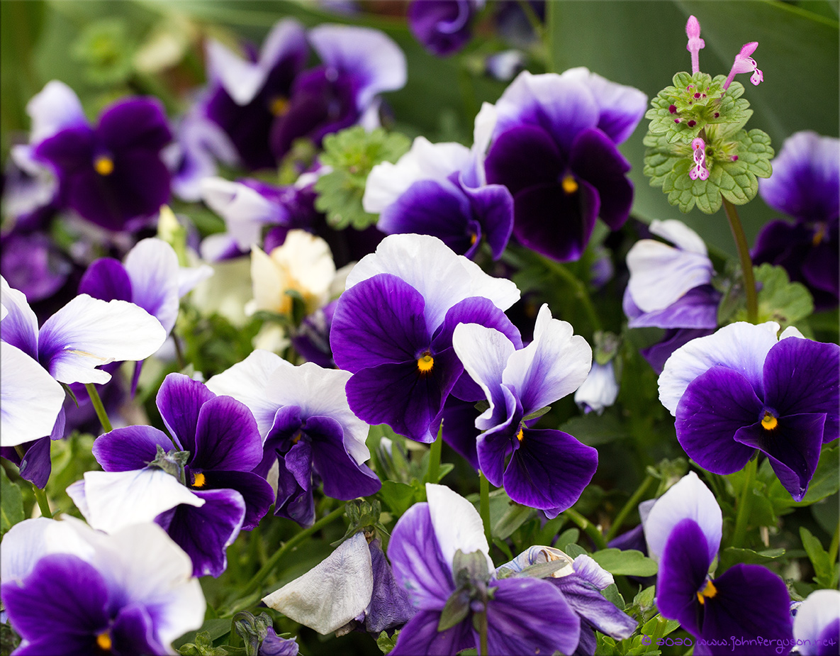 flower-2.jpg